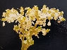 Filipendula Ulmaria
